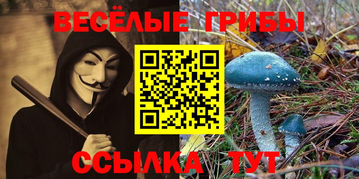 Галлюциногенные грибы Psilocybe  закладка  Славгород 